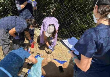 Equipo de la Facultad de Veterinaria evaluó el estado sanitario de los pumas de la ECFA