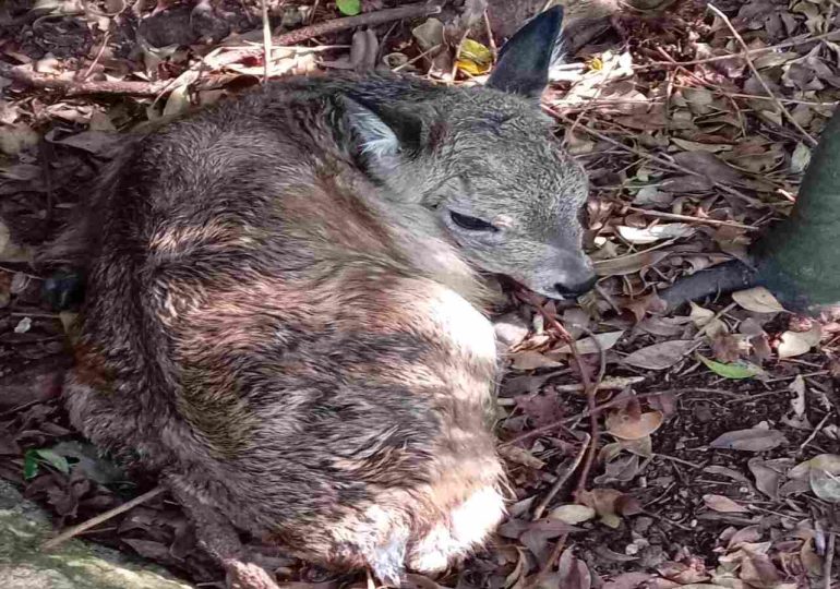 Nace el primer venado de campo por inseminación artificial en ECFA