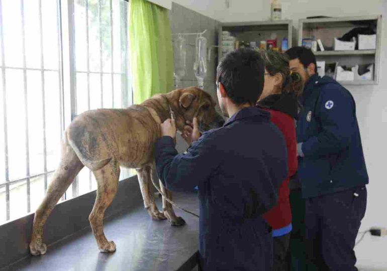 Estudiantes de Facultad de Veterinaria realizaron prácticas en el Refugio Municipal