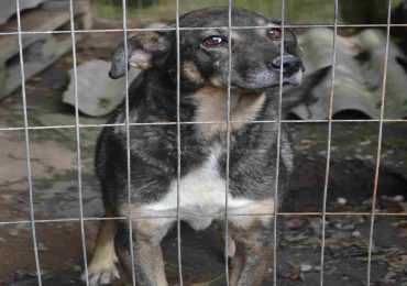 IDM revoca comodato a protectora de animales por condiciones insalubres