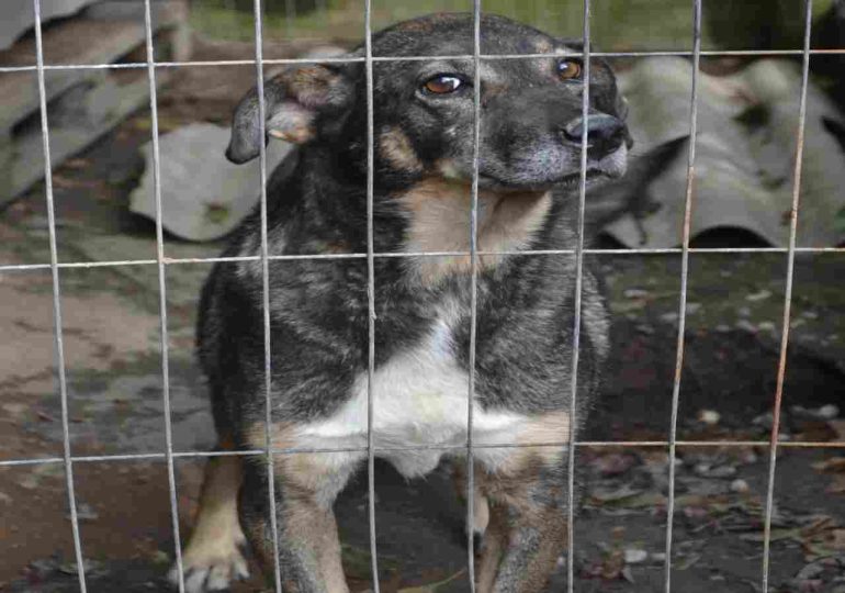 IDM revoca comodato a protectora de animales por condiciones insalubres