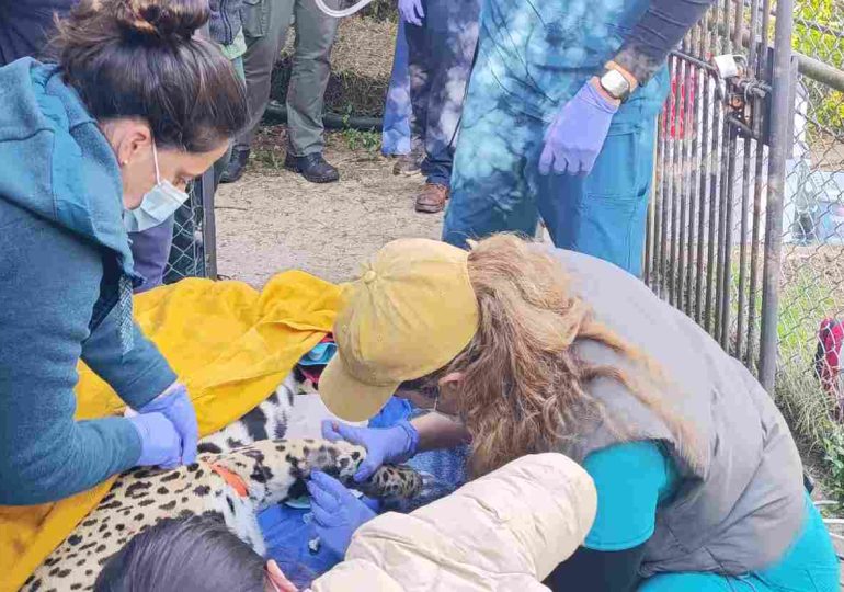 Facultad de Veterinaria realizó control de rutina de la Yaguareté que reside en la ECFA