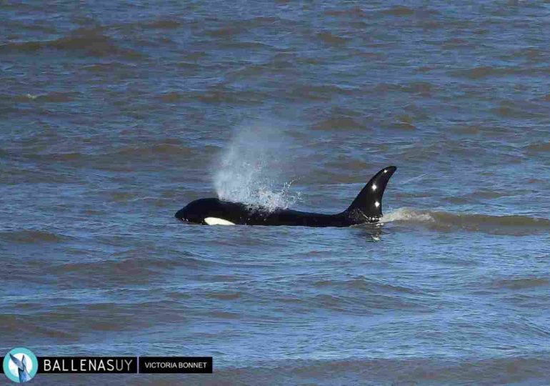 Avistamiento de orcas en Punta del Este