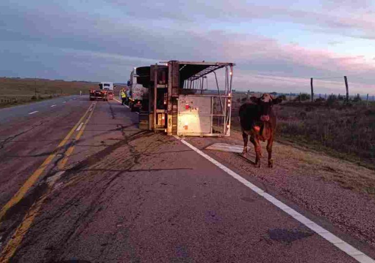 Vuelco de zorra con ganado en Ruta 8 dejó animales muertos, sin personas heridas