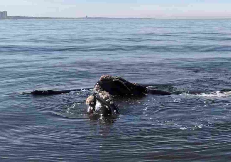 Llegaron las Ballenas a la costa de Maldonado