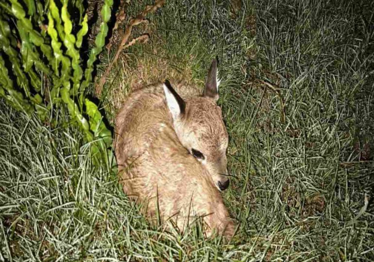Incidente en la ECFA cobró la vida del primer ejemplar de venado de campo nacido mediante inseminación artificial