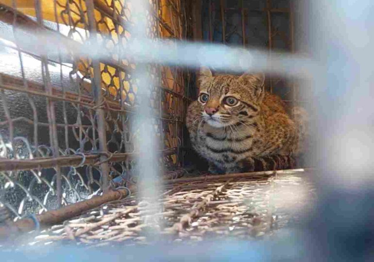 Ejemplar de gato montés fue liberado en su hábitat natural