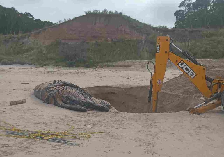 Enterraron la ballena hallada muerta en Playa Boca de Mauricio