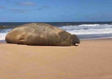Gigante del mar en playas de San Francisco