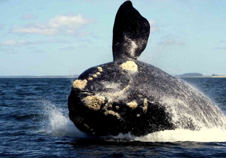 Día Nacional de Protección de la Ballena Franca: este mes habrá actividades en Maldonado y Rocha