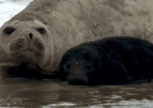 Piden no molestar a la elefanta marina y su cría en la playa de Piriápolis