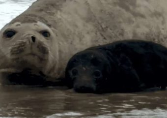 Piden no molestar a la elefanta marina y su cría en la playa de Piriápolis