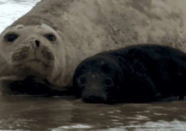 Piden no molestar a la elefanta marina y su cría en la playa de Piriápolis