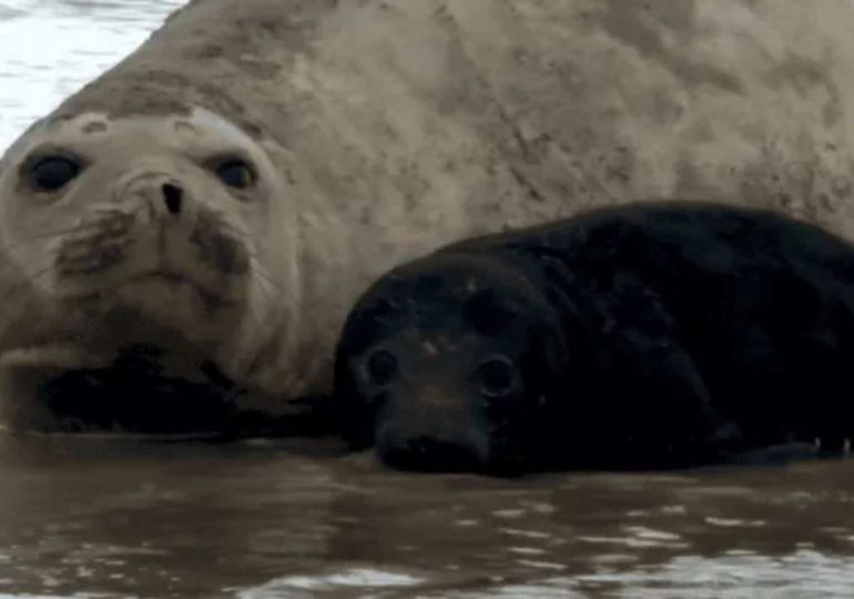 Piden no molestar a la elefanta marina y su cría en la playa de Piriápolis
