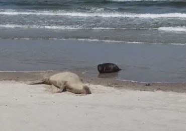 Francisquito se movió unos metros en la playa de Piriápolis y piden voluntarios para correr el cerco