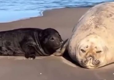 Francisquito cumple 18 días y se muestra cada vez más activo