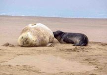 Nace cría de elefanta marina en playa de Piriápolis; IDM cercó la zona