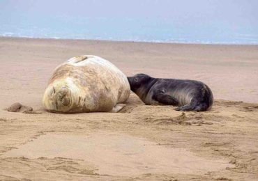 Nace cría de elefanta marina en playa de Piriápolis; IDM cercó la zona