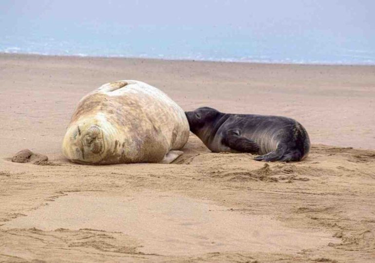 Nace cría de elefanta marina en playa de Piriápolis; IDM cercó la zona