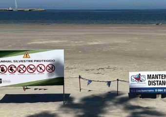 Refuerzan el perímetro para proteger a la elefanta marina y su cría en Piriápolis