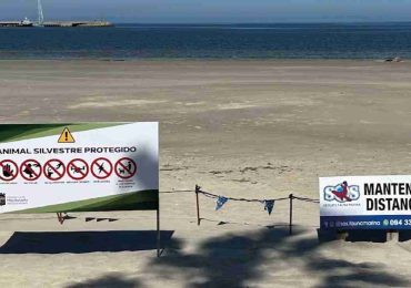 Refuerzan el perímetro para proteger a la elefanta marina y su cría en Piriápolis