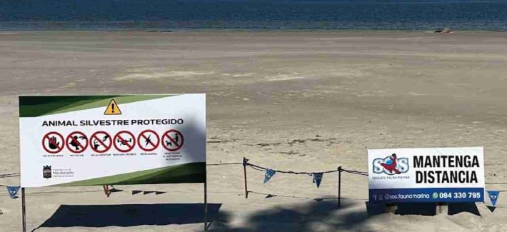 Refuerzan el perímetro para proteger a la elefanta marina y su cría en Piriápolis