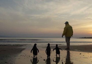 Documental sobre SOS Rescate de Fauna Marina gana premio internacional