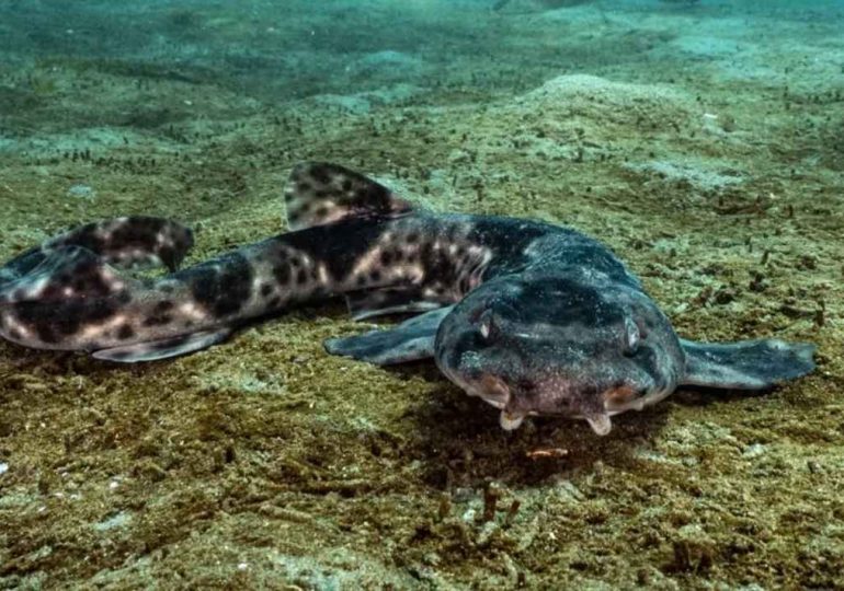 Investigadores internacionales rastrean los movimientos del tiburón pintarroja en el Atlántico Sur