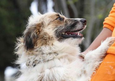 IDM recuerda que este sábado habrá jornada de adopciones en el Refugio Departamental