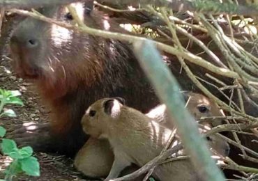 ECFA informa que nacieron dos camadas de carpinchos