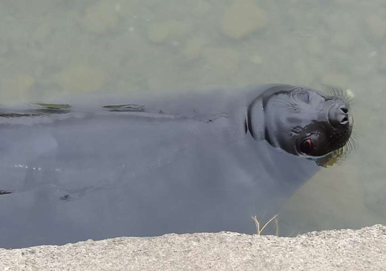 Francisca, la elefanta marina nacida en Piriápolis, sigue cautivando a turistas y residentes