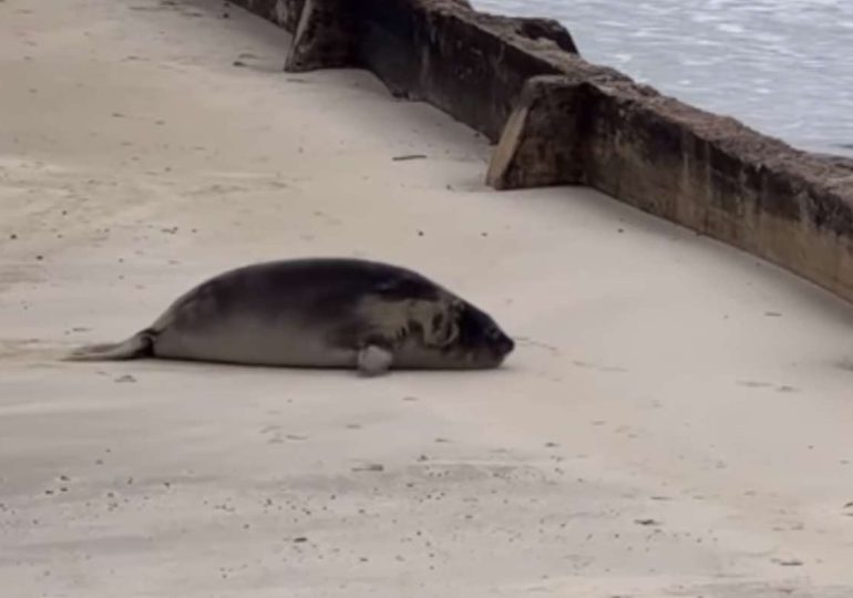 Tras la partida de la madre, la joven elefanta marina continúa en la costa bajo observación