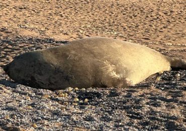 Elefanta marina continúa en la playa del Faro de José Ignacio