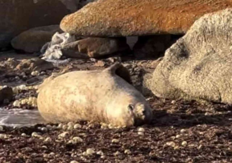 Monitorean en José Ignacio a una elefanta marina que habría llegado para dar a luz
