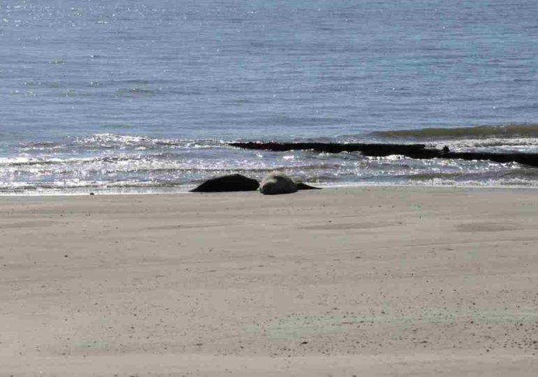 El elefante marino de Piriápolis cumple tres semanas: piden cuidado y respeto por su espacio