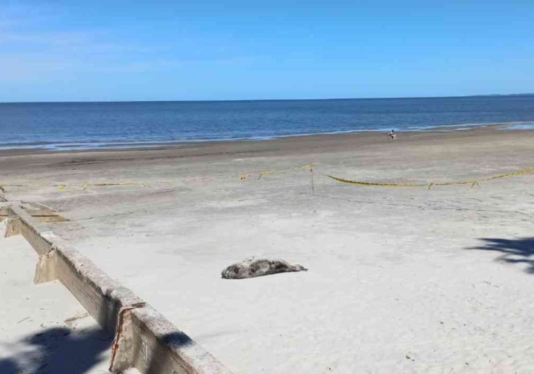 Intendencia impulsa gestión responsable y buenas prácticas ante animales marinos varados