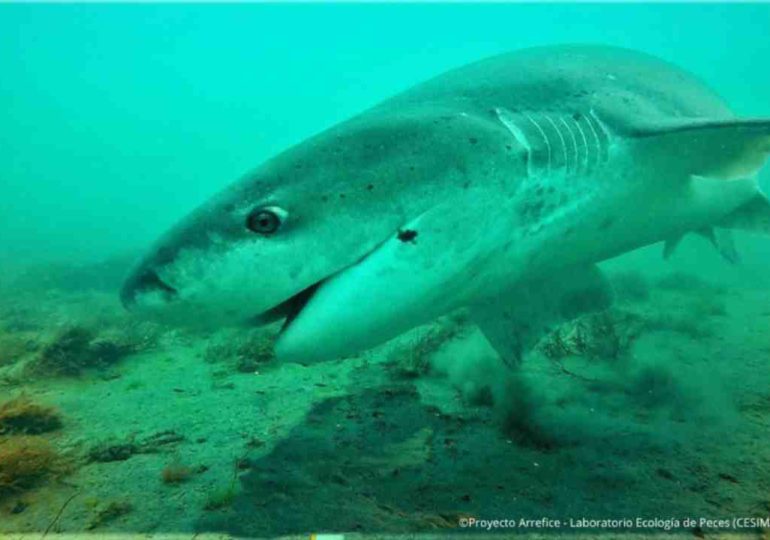 Dos tiburones pintarroja marcados en Argentina fueron detectados en aguas uruguayas