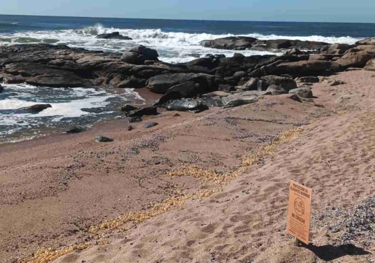 Dos elefantes marinos descansan en la playa del Faro de José Ignacio y piden mantener distancia