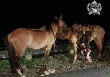 Trágico siniestro en Ruta 3: falleció un jinete de 81 años en Salto