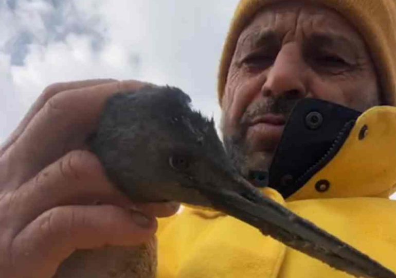 Tesore entre el apoyo popular y las críticas técnicas: sigue trabado el traslado de SOS Rescate Fauna Marina