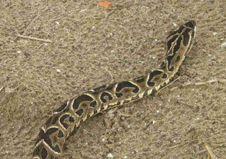 Hombre fue mordido por una yarará en Sauce de Portezuelo y recibió suero antiofídico