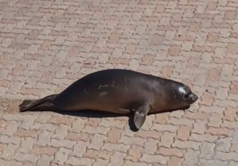 Rechazan proyecto puntual por Francisca y evalúan concurso público