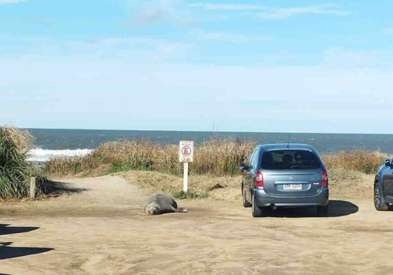 Presencia de elefante marino en Playa Aguada, La Paloma