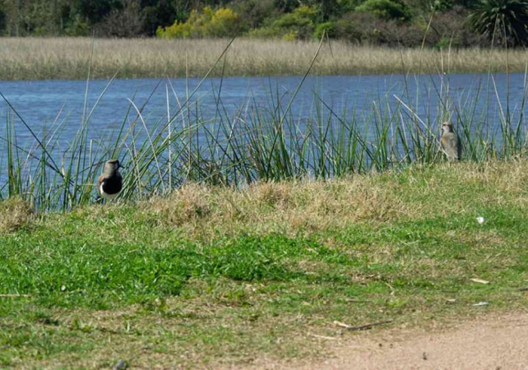 Ministerio de Ambiente detectó irregularidades en humedales durante controles en Maldonado