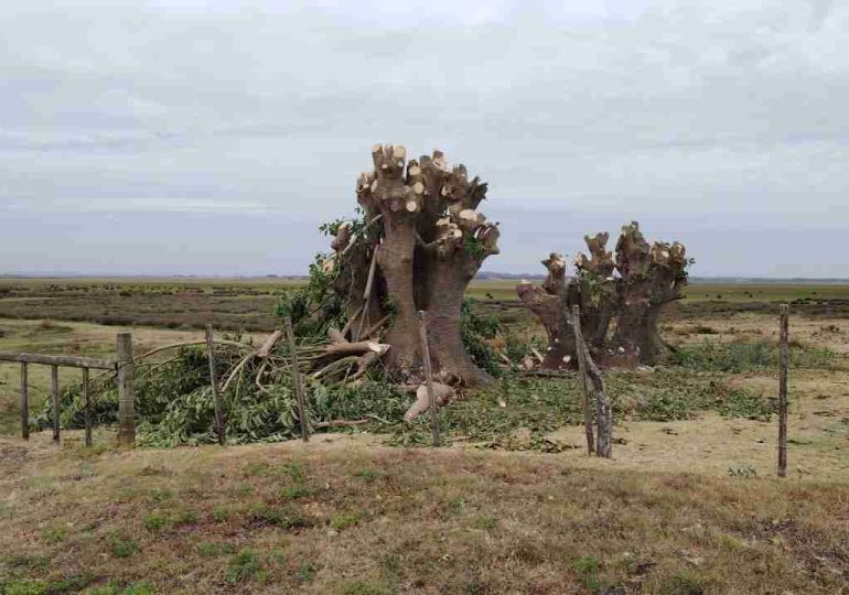 El intendente Abella dispuso una investigación administrativa por la tala de árboles en el Ecoparque