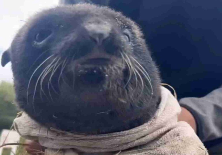 Intentan salvar cachorros de lobos marinos tras la fuerte sudestada