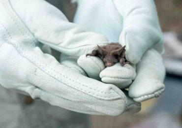 MSP confirmó un murciélago con rabia en Maldonado y exhorta a no manipular estos animales