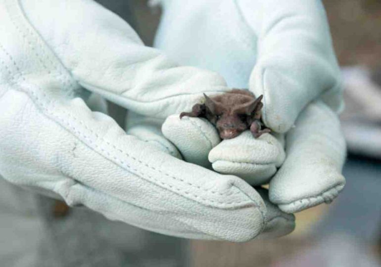 MSP confirmó un murciélago con rabia en Maldonado y exhorta a no manipular estos animales