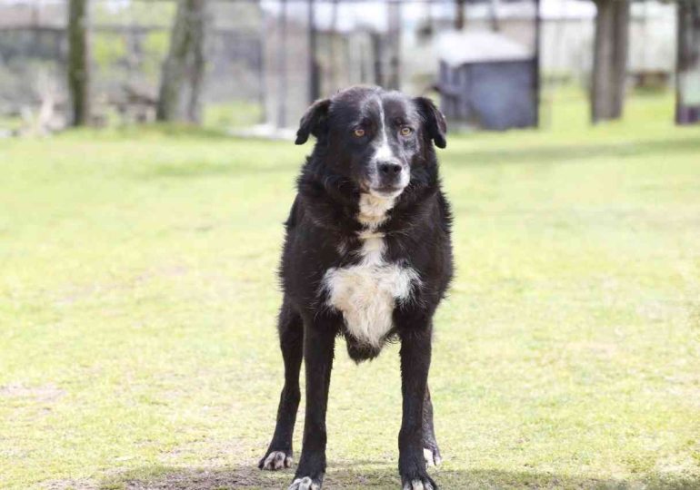 Bienestar animal: este viernes 30 de enero habrá guardia de castraciones caninas