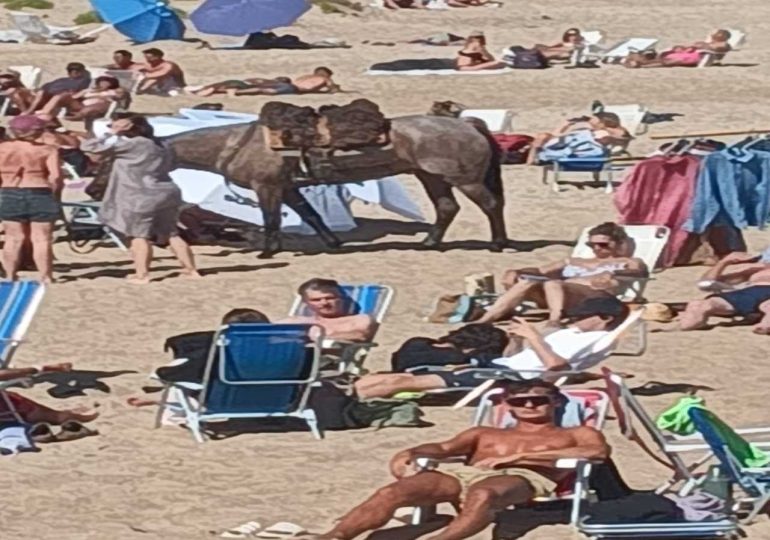 Un hombre ingresó a caballo a la playa Brava y fue observado por guardavidas